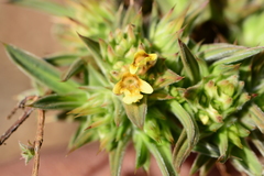 Lepidagathis lutea
