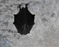 Rhinolophus hipposideros