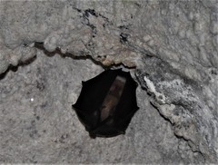 Rhinolophus hipposideros