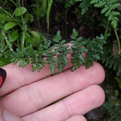 Oeosporangium
