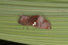 Hapigia curvilinea
