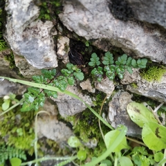 Oeosporangium