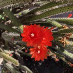 Corryocactus erectus