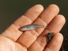 Scardinius hesperidicus