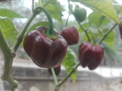 Capsicum chinense