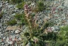 Pseudoclausia olgae