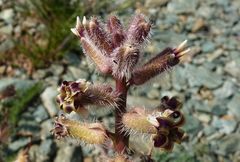 Pseudoclausia olgae