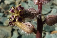 Pseudoclausia olgae