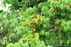 Talisia esculenta