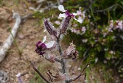 Pseudoclausia olgae