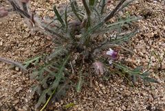Pseudoclausia olgae