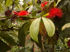 Calliandra trinervia