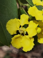 Stigmaphyllon ellipticum