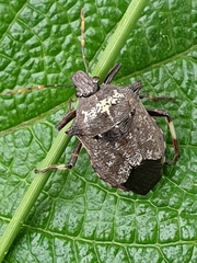 Glypsus conspicuus