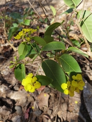 Stigmaphyllon ellipticum