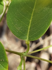 Stigmaphyllon ellipticum