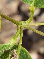 Stigmaphyllon ellipticum