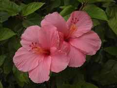 Hibiscus rosa-sinensis image