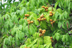 Talisia esculenta