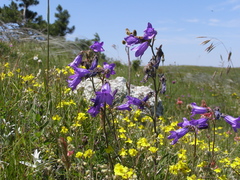 Campanula sibirica taurica