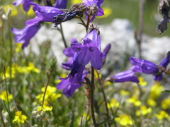 Campanula sibirica taurica