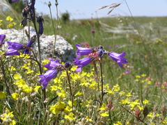 Campanula sibirica taurica