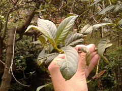 Palicourea lineariflora