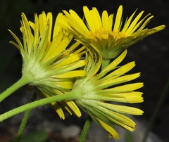 Doronicum plantagineum
