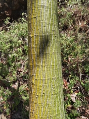 Pseudobombax septenatum