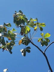 Pseudobombax septenatum