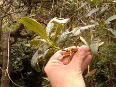 Palicourea lineariflora