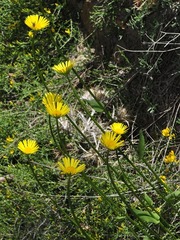 Doronicum plantagineum