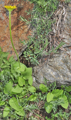 Doronicum plantagineum