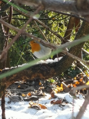 Erithacus rubecula