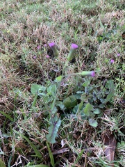 Emilia sonchifolia image
