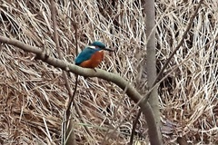 Alcedo atthis