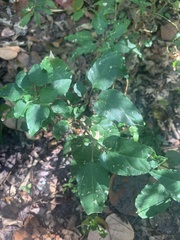 Magnoliopsida