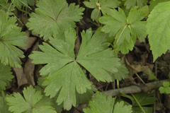 Anemonoides glabrata