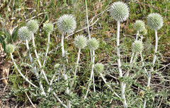 Echinops ritro ritro