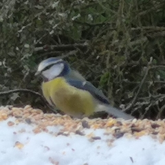 Cyanistes caeruleus