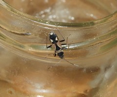 Raglius confusus