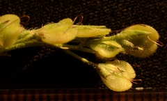 Veronica austriaca jacquinii