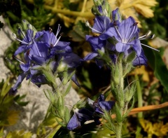 Veronica austriaca jacquinii