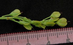 Veronica austriaca jacquinii