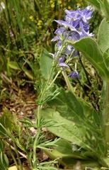 Veronica austriaca jacquinii