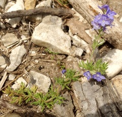 Veronica austriaca jacquinii