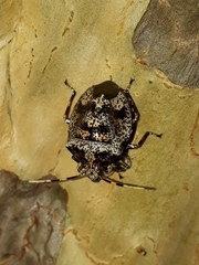 Discocephalini