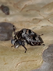 Discocephalini