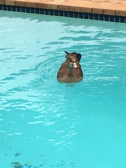 Alopochen aegyptiaca