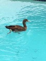 Alopochen aegyptiaca